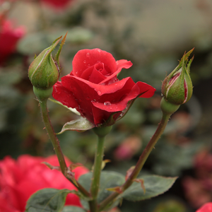 Rosa  Sammetglut® - crvena  - floribunda-grandiflora ruža 